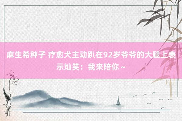 麻生希种子 疗愈犬主动趴在92岁爷爷的大腿上表示灿笑：我来陪你～